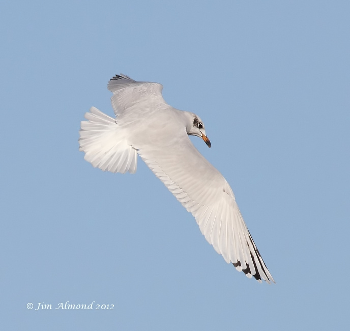Mediterraneran Gull 2nd Winter flight  upperwing tail fanned 29 9 12  IMG_0125